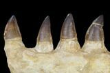 Mosasaur (Prognathodon) Jaw Section - Morocco #115784-1